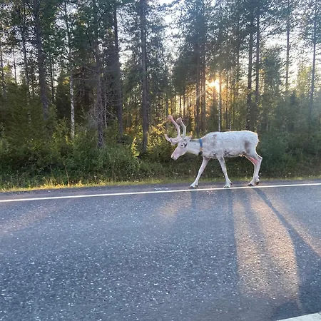 Lapland Lomalaavu *
